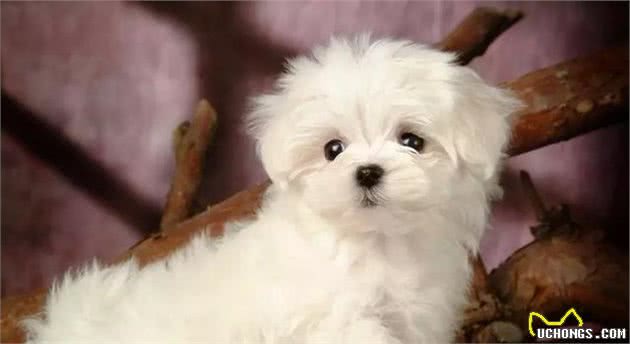 狗狗抽搐是什么原因引起的?是生病了吗?