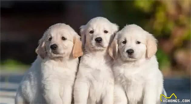 狗狗抽搐是什么原因引起的?是生病了吗?