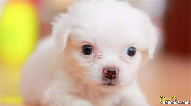 狗狗抽搐是什么原因引起的?是生病了吗?