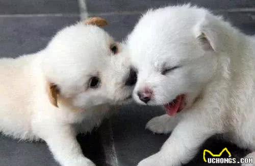 狗狗抽搐是什么原因引起的?是生病了吗?