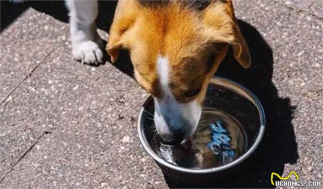 狗狗拉不出，主人要警惕是犬肠梗阻！要是便秘的话就简单