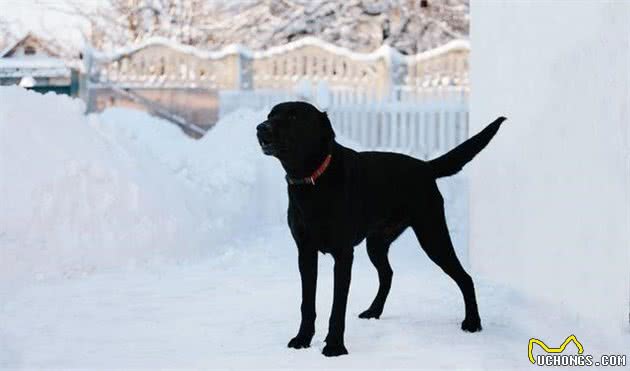 我国的黑狼犬还多吗？为什么这类狗这么优秀会逐渐灭绝了？