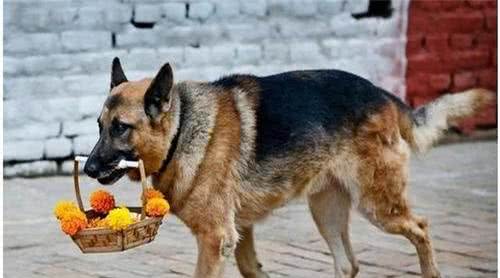 大部分人养的德牧犬都是串串，纯种的有5个特点，你家的有几个？