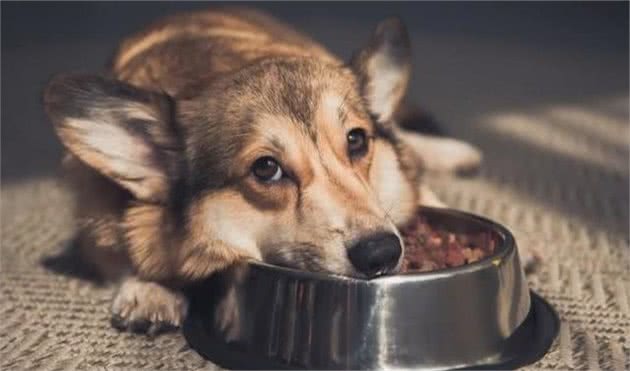 犬厌食是生病了？或许是主人的责任！若你总这么做，难怪它厌食