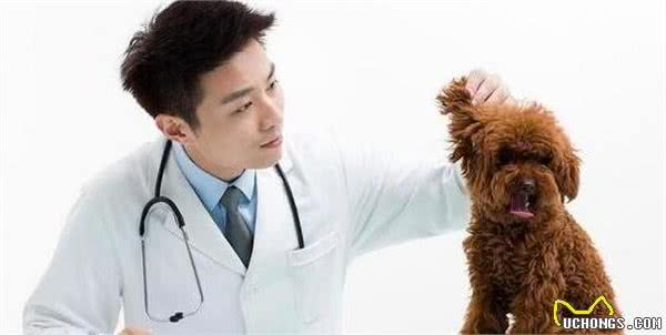 为什么泰迪犬吃得比之前少？极多是这6个原因导致的