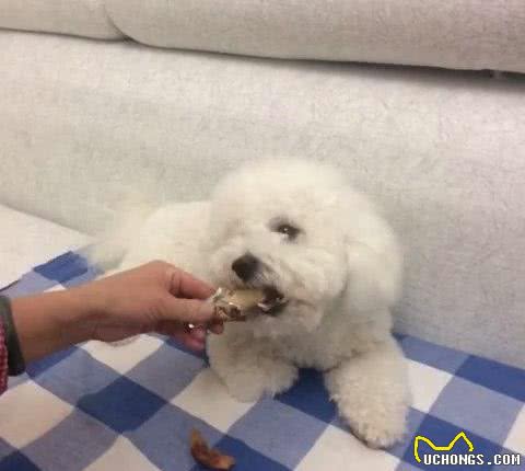 这样饲养比熊犬，简直就是在害它，喂食5大误区你别犯