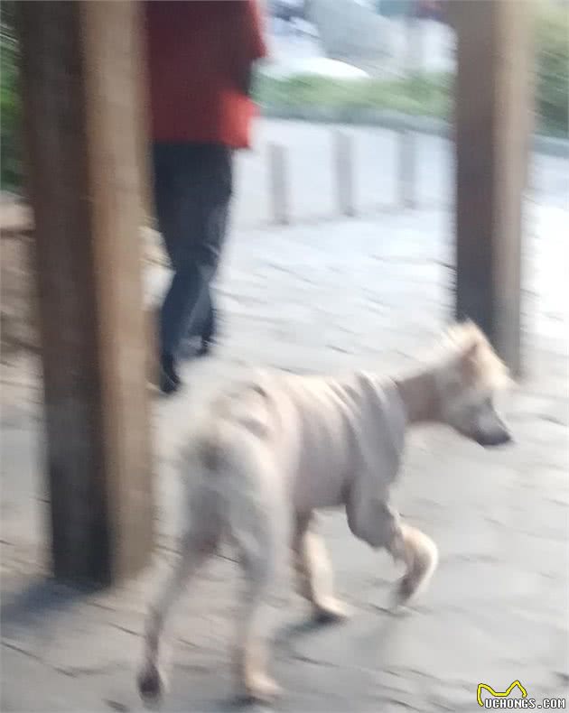 糖尿病犬