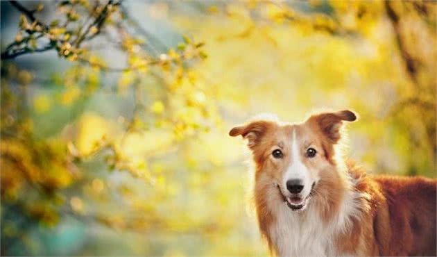 宠物犬的体内体外寄生虫介绍及预防措施