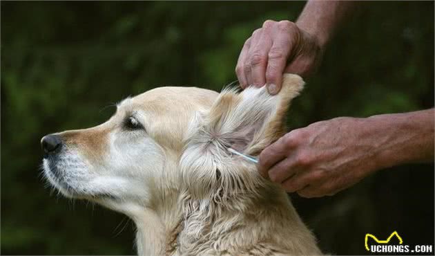 爱犬头部护理，每位宠主都需要学习的知识！