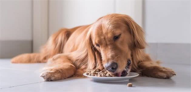 狗主人储存犬粮经常犯的七种错误，只有做好储存，它才能吃得放心