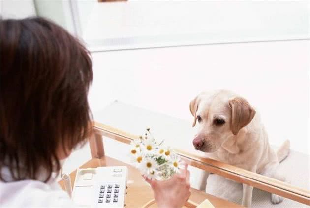 狗狗也会来大姨妈？你没听错，但可别和女朋友的搞错