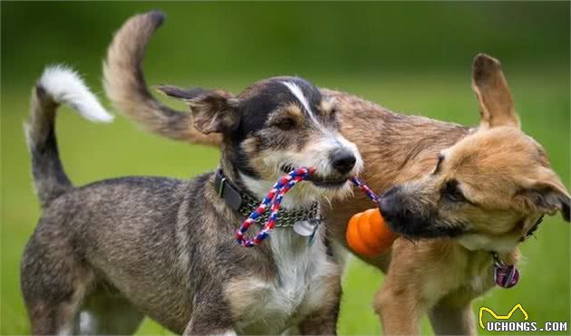 10个你不知道的犬行为心理