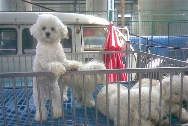 比熊犬价格高低不一，都是这5个因素决定的