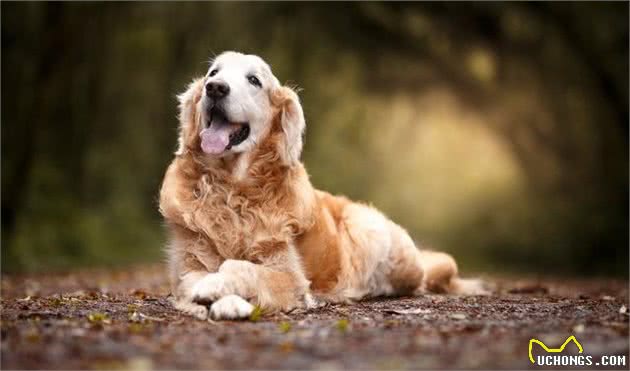 为老年犬豫备的七件物品，有了这些物品，它们能够生活得更舒适