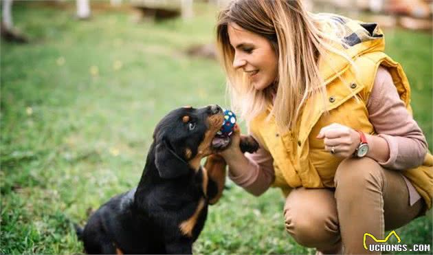 牧羊犬见多了，来看看牧牛犬家族的代表吧！能者多劳的工作犬