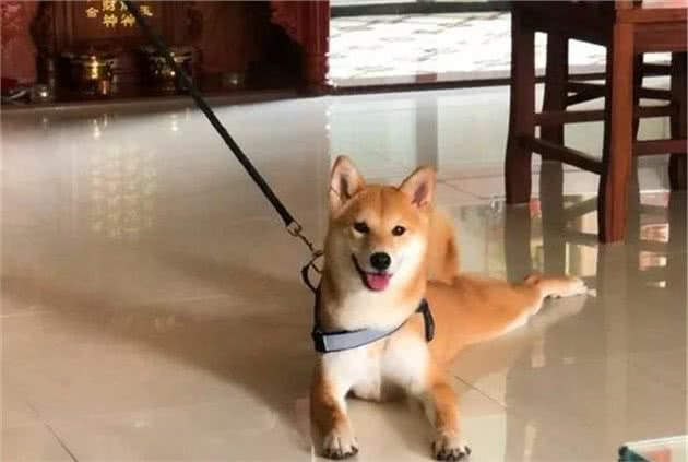 这四个原因让柴犬养不肥，听到柴犬不纯后，铲屎官才明白过来！