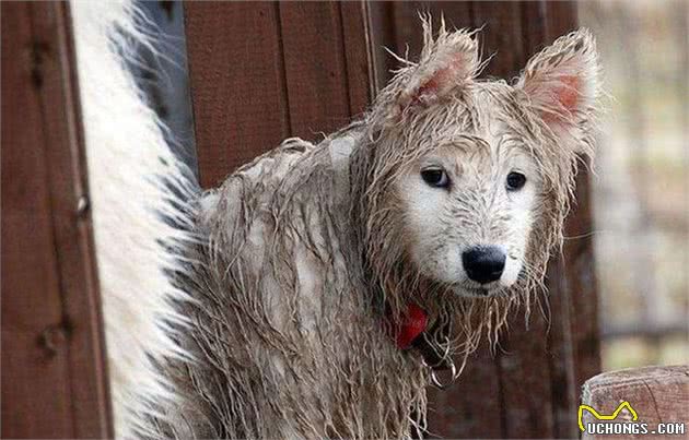 稀有的黑色萨摩耶犬？！你见过吗？