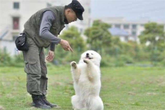 别盲目训犬，把握这些习性能让你省大力气