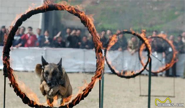 一分钟告诉你警犬和军犬的区别在哪