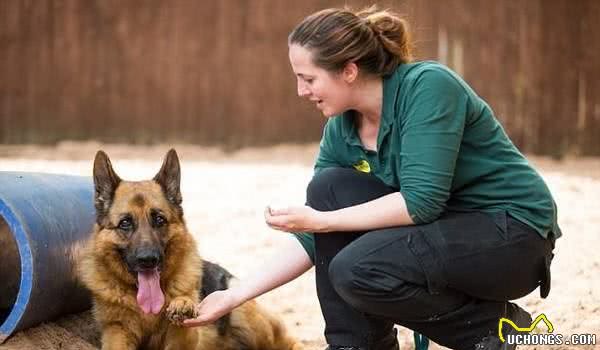 德国牧羊犬只懂波兰语，急招双语新主人带它回家