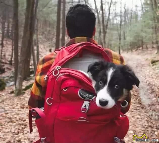 带着狗狗去旅行会是一种什么样的体验？