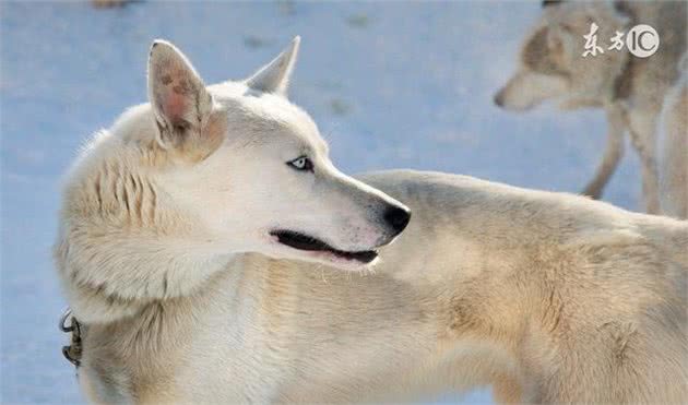 哈士奇犬的脸部卫生为什么重要？怎样清理？