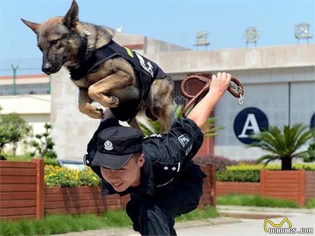 中大型犬中，不能当警犬的狗狗有以下5种，不看看你怎么知道是谁