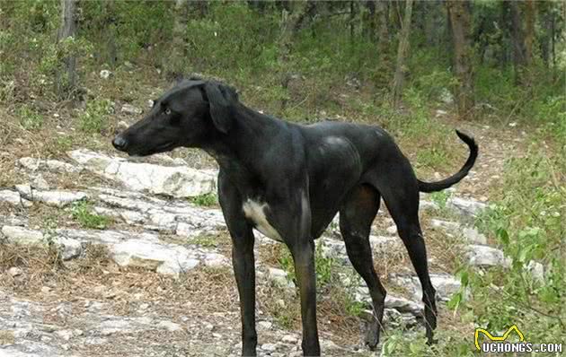 世界上速度最快的猎犬，哮天犬的原型，相传是康熙爱犬的中国细犬