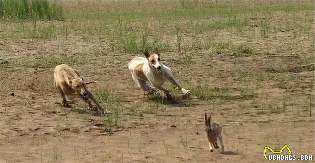 世界上速度最快的猎犬，哮天犬的原型，相传是康熙爱犬的中国细犬