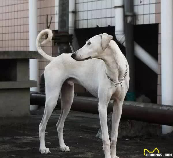 世界上速度最快的猎犬，哮天犬的原型，相传是康熙爱犬的中国细犬