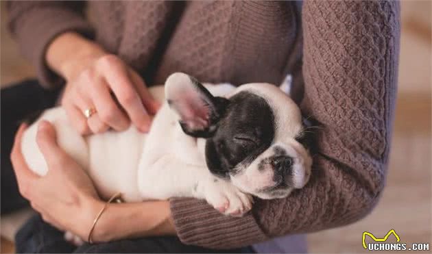 狗狗吃了那么久犬粮，你真的了解犬粮吗？