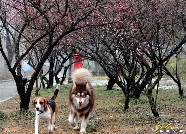 狗狗出门易过度兴奋，只需学会四点办法，可合理调整爱犬兴奋度