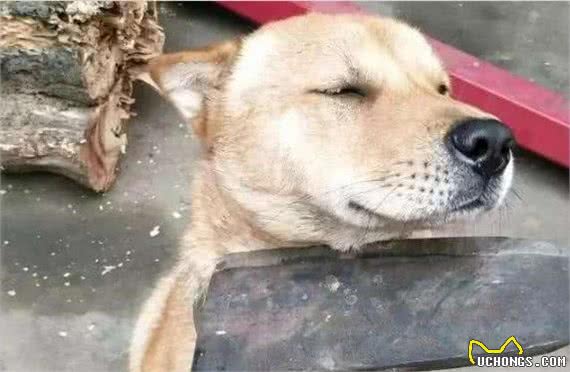 狗狗不听话?快使用这5个办法,可以让它对你服服帖帖