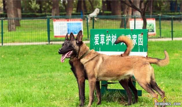 为什么这么多人对“马犬”趋之若鹜？因为它有这些优点，值得