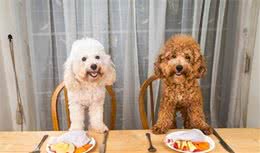 狗不吃食物的原因终于找到了！犬厌食症，了解一下