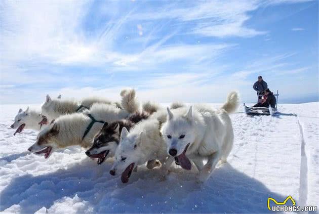 去格陵兰岛玩狗拉雪橇，你需要知道有关雪橇犬的5个有趣事实！