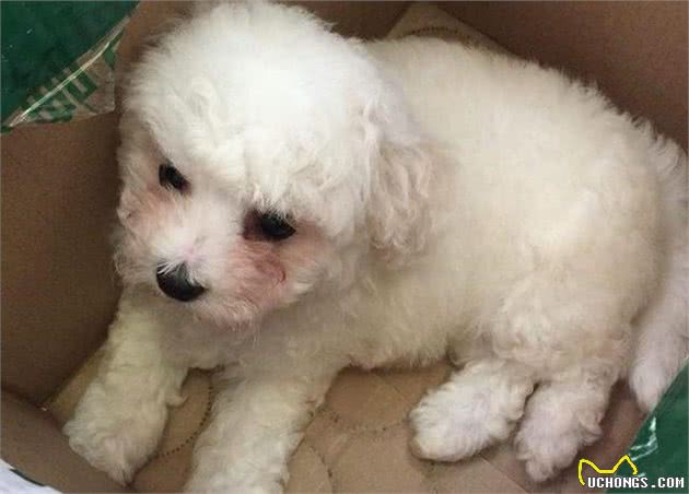 怎么挑选比熊幼犬？做到“6不要”，就不会买到星期狗