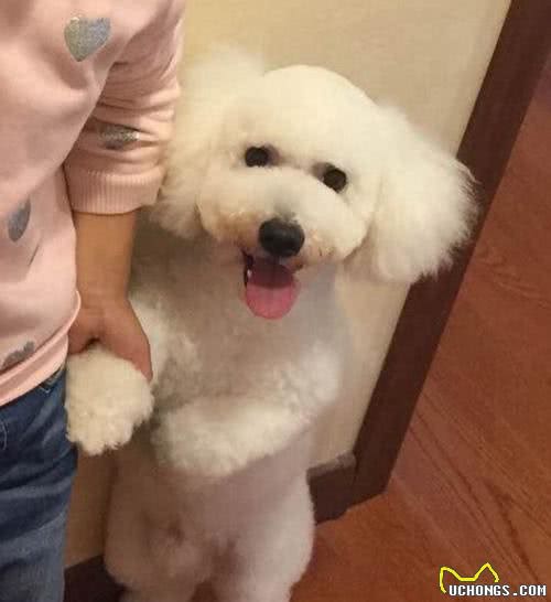 带比熊犬去做美容，没想到接回狗狗时不敢认了：这是我家狗吗？！