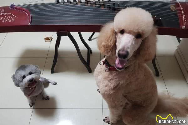 贵宾犬被主人送去剪毛，回来就变成了大嘴鸟，你确定没抱错？