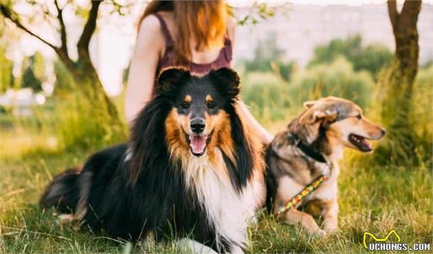 关于喜乐蒂犬怎么折耳，喜乐蒂犬需要注意些什么呢