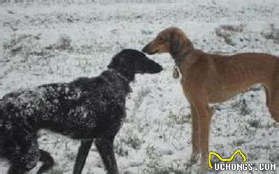 “哮天犬”是中国那个犬种，你知道吗？