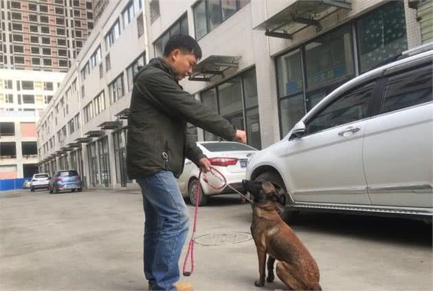 简单训练马犬狗狗之坐和卧