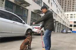 简单训练马犬狗狗之坐和卧