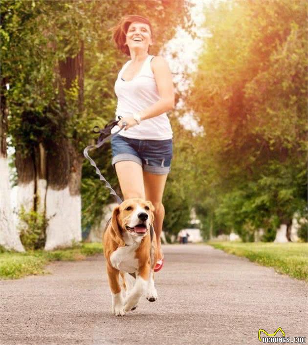 想养一只狗狗了吗？看看这篇不同的狗狗分类，挑选适合你的爱犬