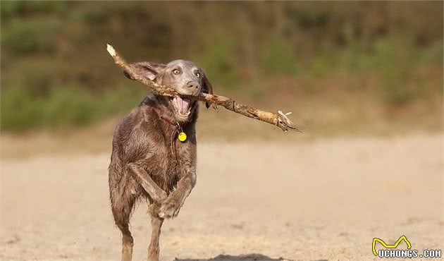 想让犬安静下来？这6个小技巧，能够消灭烦人的吠叫