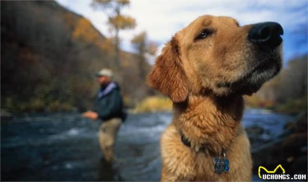 想让犬安静下来？这6个小技巧，能够消灭烦人的吠叫