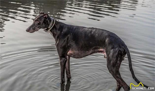 跑得最快的狗狗，灵缇犬原本受英法贵族喜欢，后来却沦为赛犬