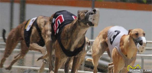 跑得最快的狗狗，灵缇犬原本受英法贵族喜欢，后来却沦为赛犬