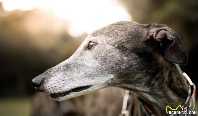 跑得最快的狗狗，灵缇犬原本受英法贵族喜欢，后来却沦为赛犬