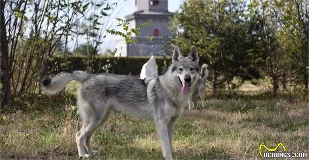 捷克狼犬，似狼却非狼，凶猛帅气，价格也让人望而生畏